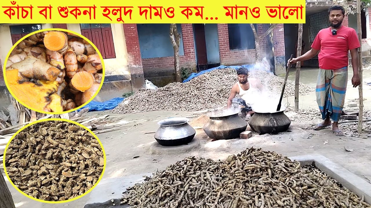 কাঁচা বা শুকনা হলুদ দামও কম । মানও ভালো । Turmeric । গাইবান্ধা । SHB