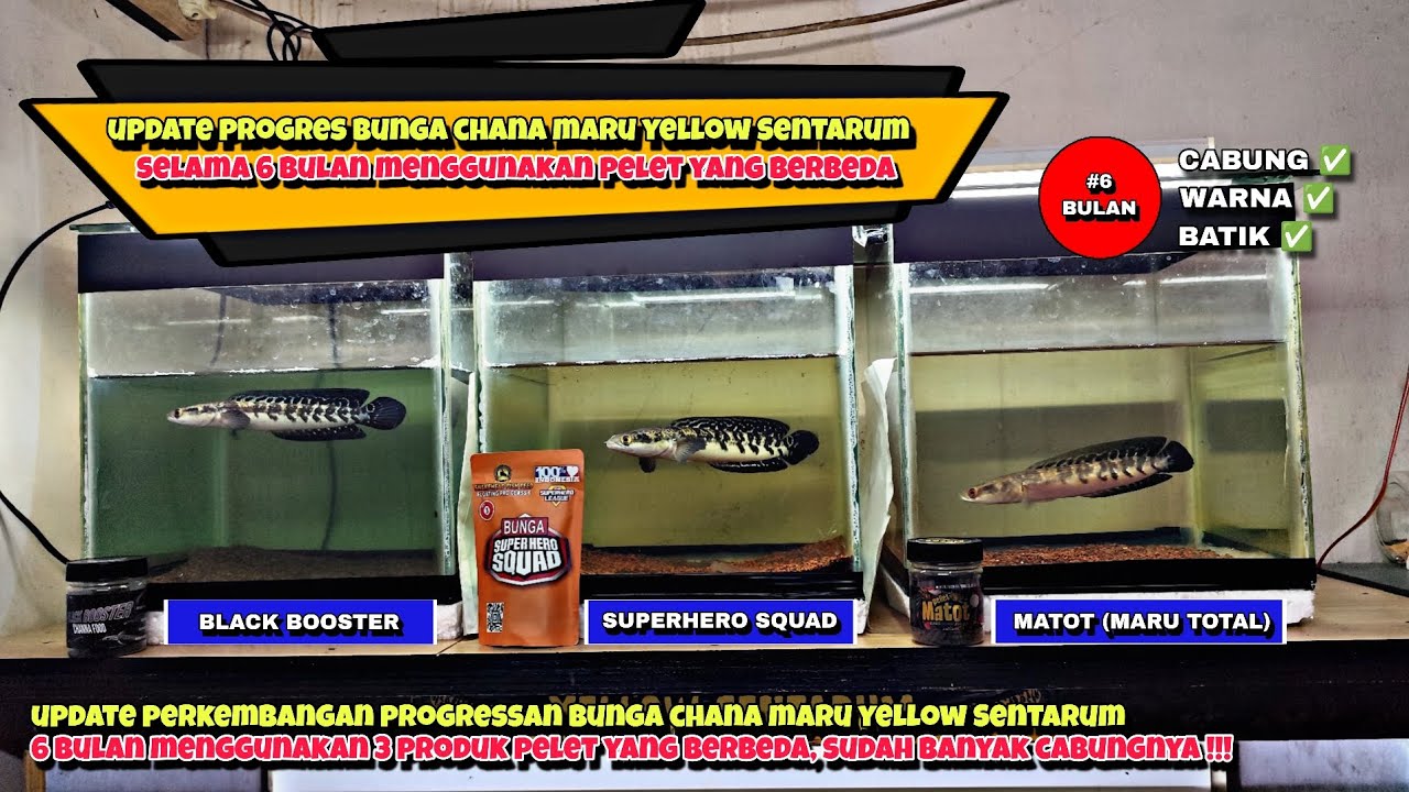 UPDATE HASIL EXPERIMENT PROGRES BUNGA CHANA MARU YS‼️SELAMA 6 BULAN MENGGUNAKAN PELET YANG BERBEDA‼️