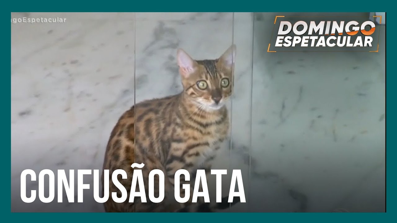 Gata exótica confundida com animal selvagem e é solta na mata por engano