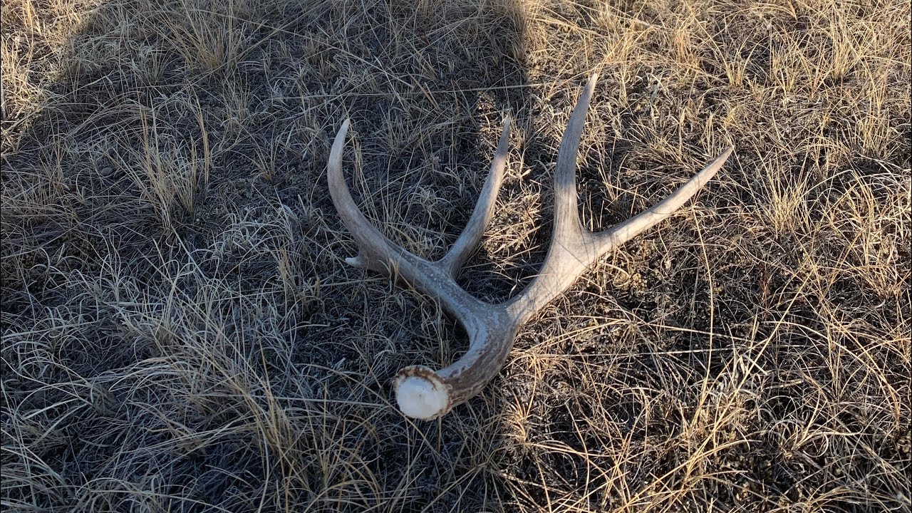 Shed Hunting 2023!~Fresh Shed Glory!