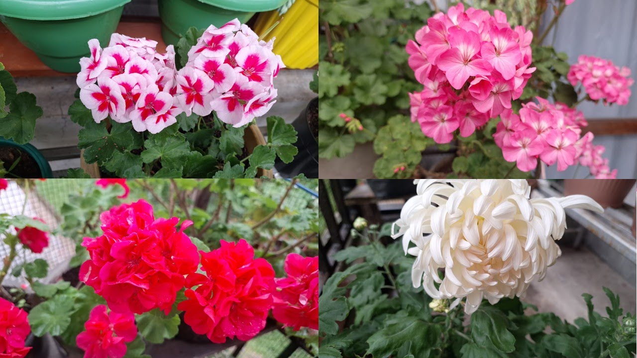 MY FIRST VLOG ABOUT MY GERANIUM FLOWERS #BEAUTIFUL FLOWERS
