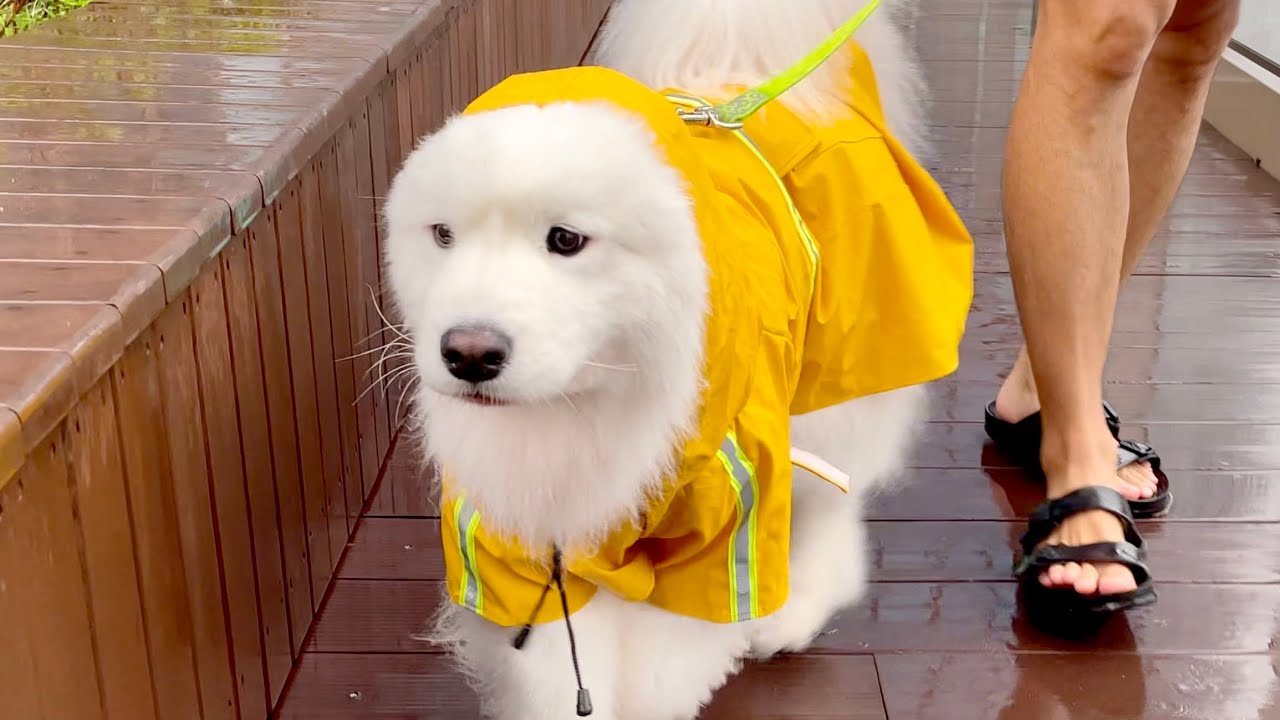 It's raining heavy but my dog persists to stay outside for a reason..
