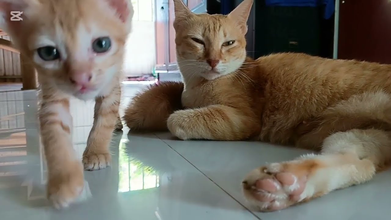 😺I'm asking my mother to come and look for my child. 🐈‍⬛