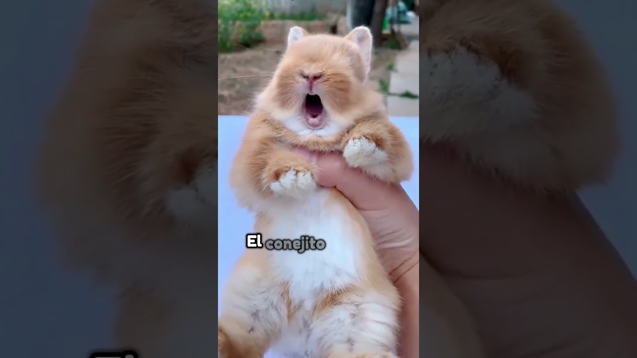 Un conejito beb&eacute; abandonado #animales #shorts