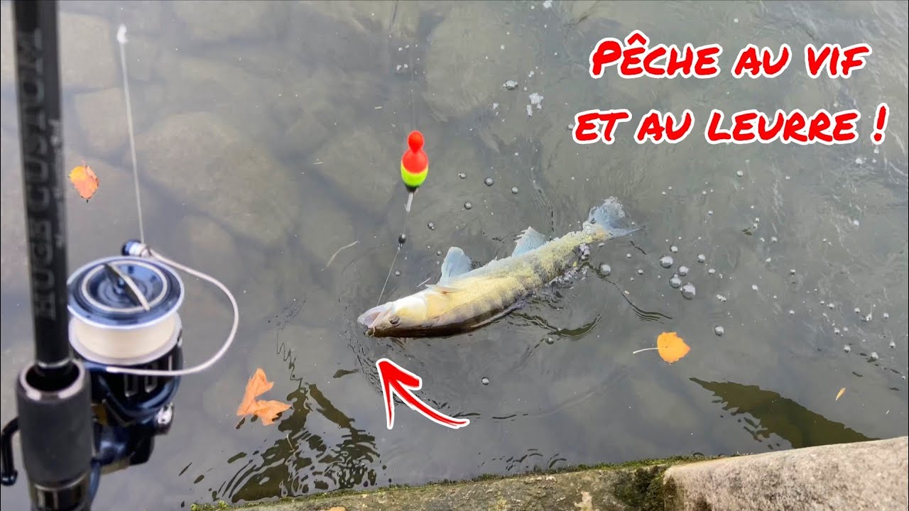 Pêche au VIF et au LEURRE INCROYABLE, ça mord sans arrêt !!