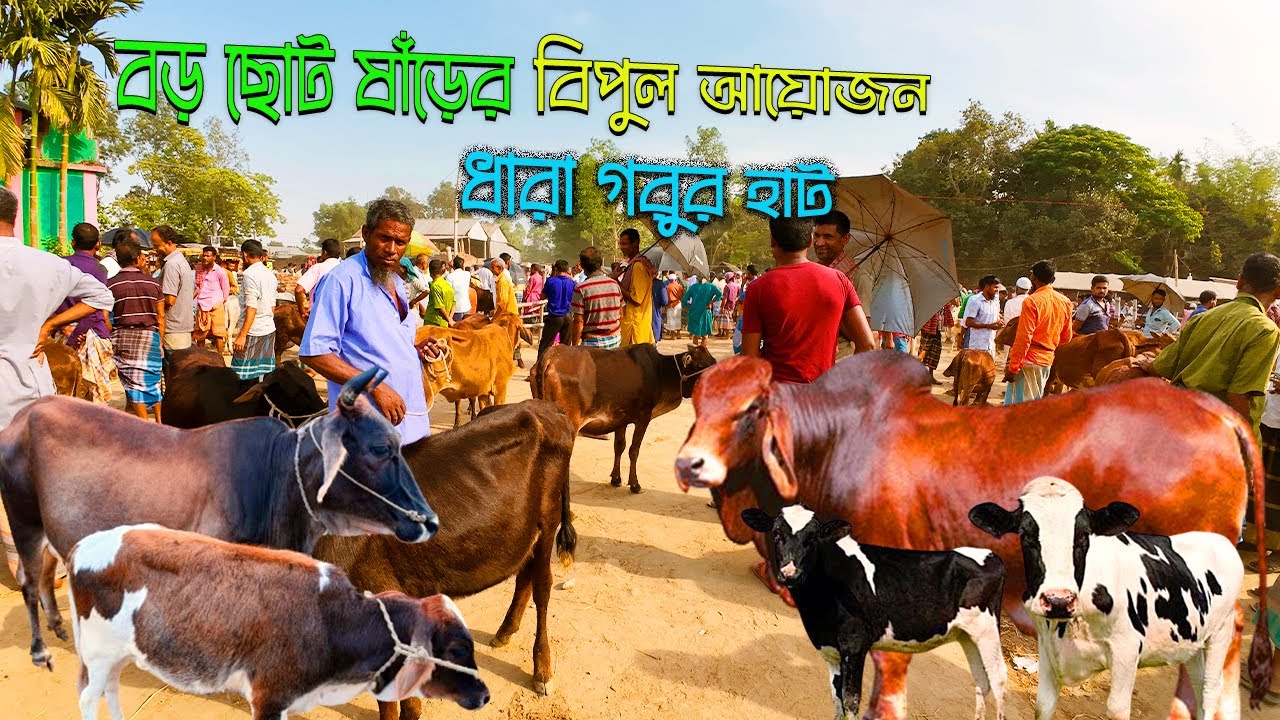 ছোট বড় ষাঁড় গরুর বিপুল আয়োজন। Village Cow Market। ধারা গরুর হাট ২০২৪