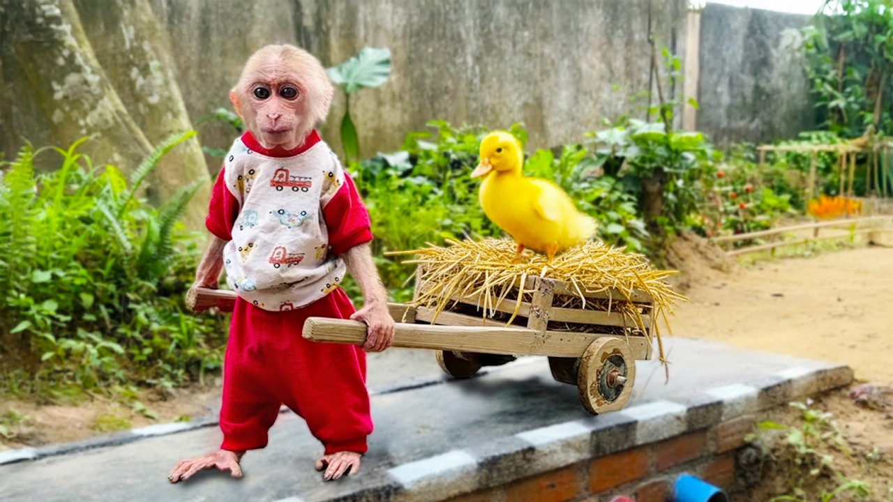 Smart monkey Bili takes a little duck to pick vegetables for breakfast | Monkey Bili's farm 🙉🍉🍓