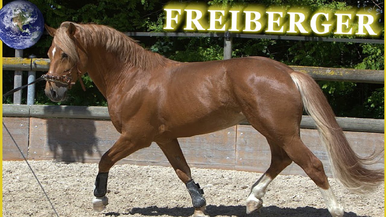TOP Beautiful Freiberger Horse in the World!