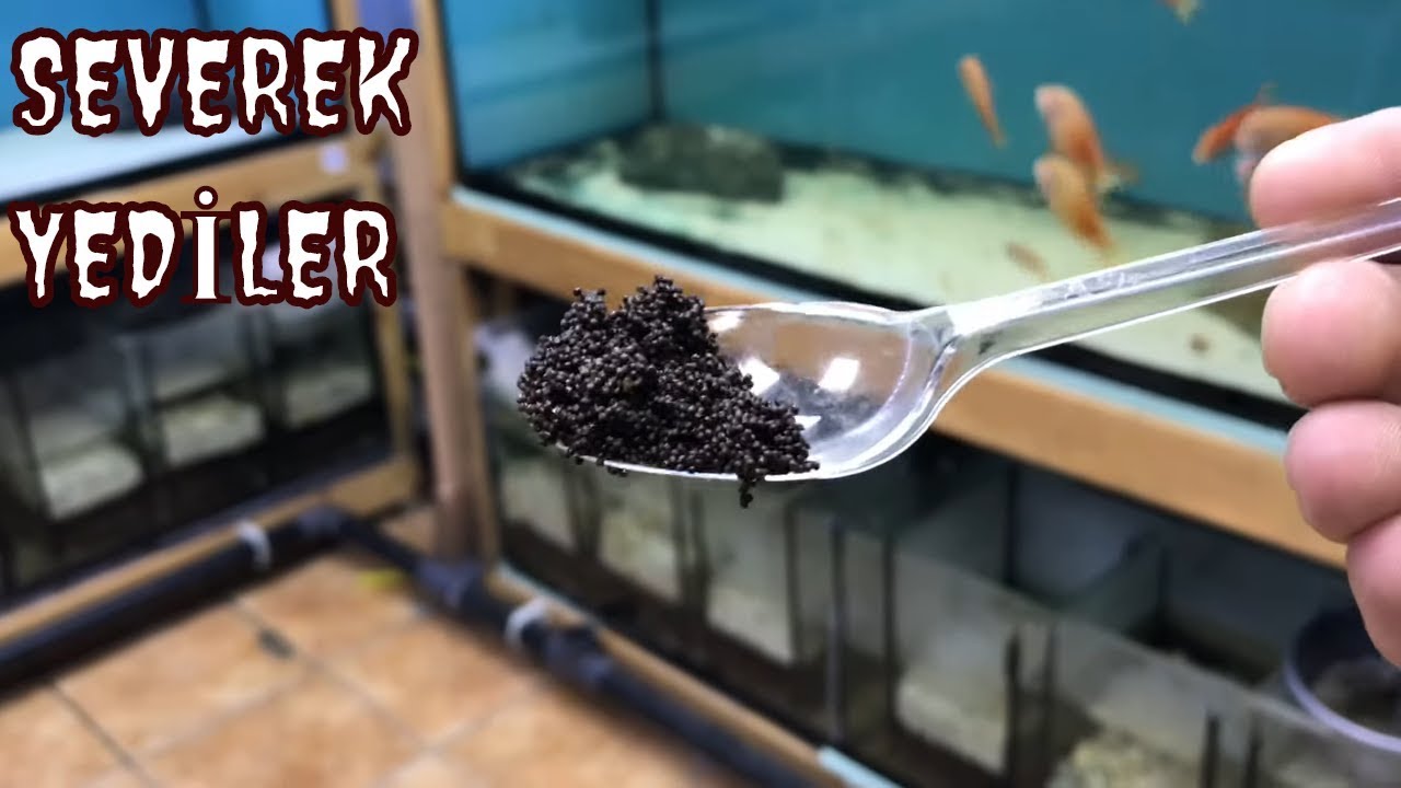 BALIKLARIMIZA VİTAMİN TAKVİYESİ