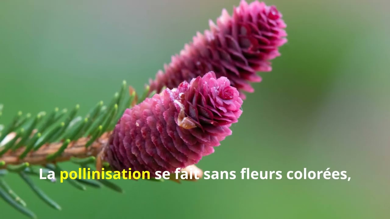 🌲 Gymnospermes : Les Plantes Sans Fleurs Ni Fruits… Mais Avec Graines !
