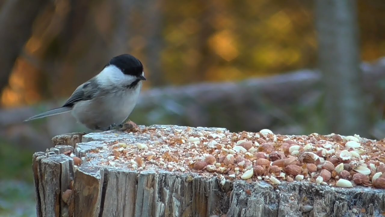 BULLFINCH, WILLOW TIT,BLUE TIT, SQUIRREL  AND MORE........