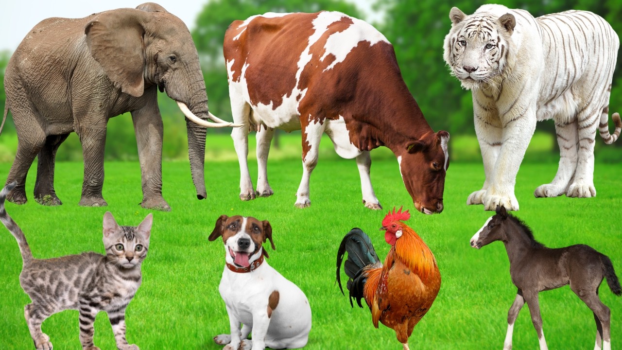 Farm Animal Sounds: Horse, Cow, Sheep, Chicken, Cat, Dog, Pig, Elephant, Buffalo – Cute Animals
