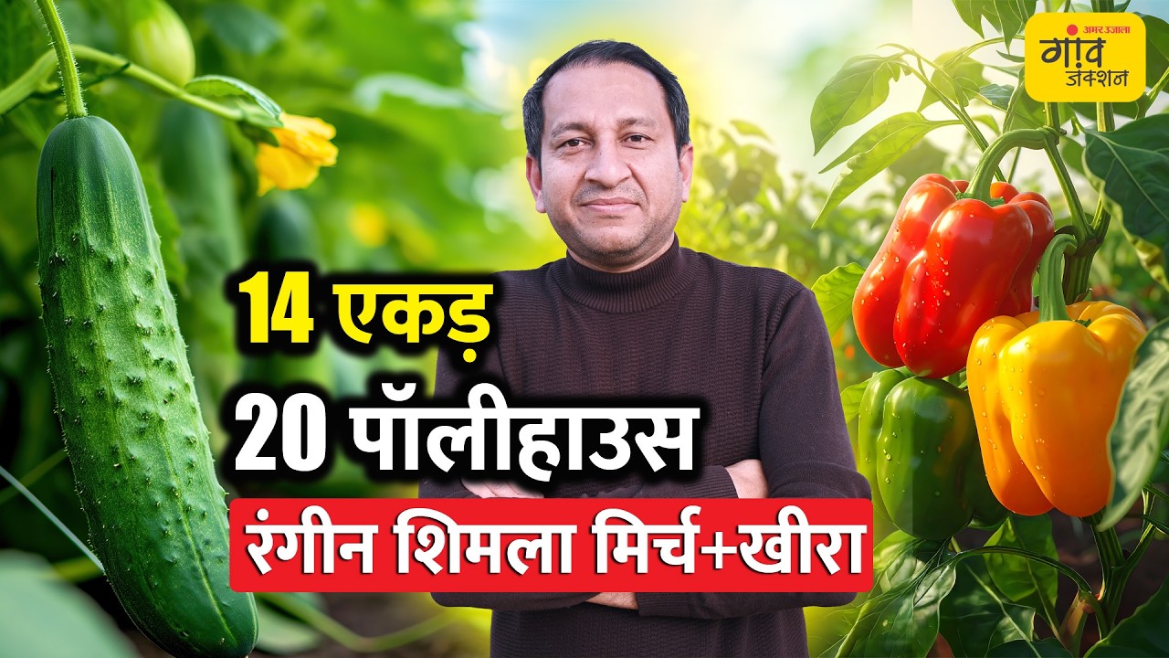 14 एकड़ पॉलीहाउस से करोड़ों की कमाई, शिमला मिर्च-खीरे का सुपर मॉडल | Gaon Junction LIVE