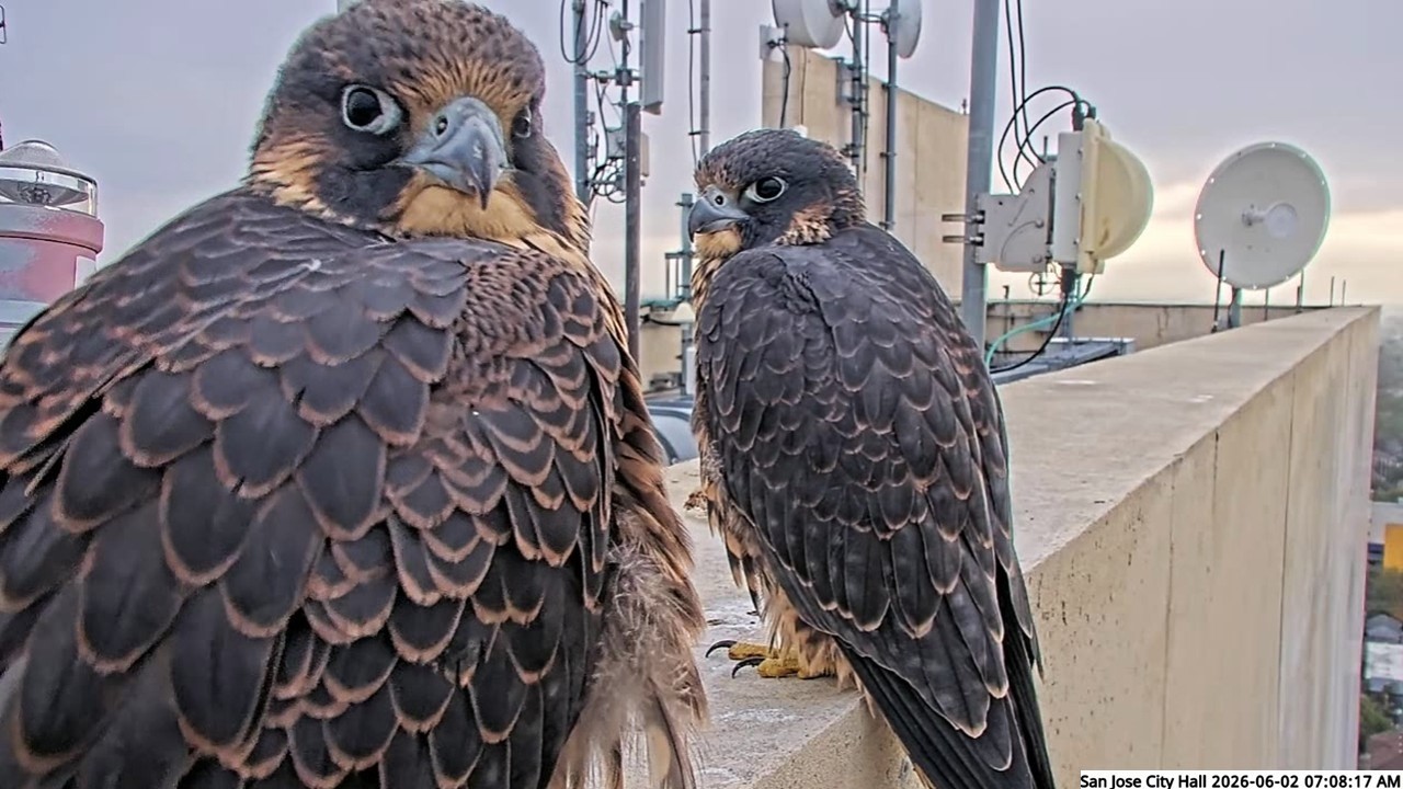 San Jose CH Falcons🪽Chicks Take Over Fledge Watch 👀 Hartley & Monty Bond in Nest 💞 2026 Jun 2