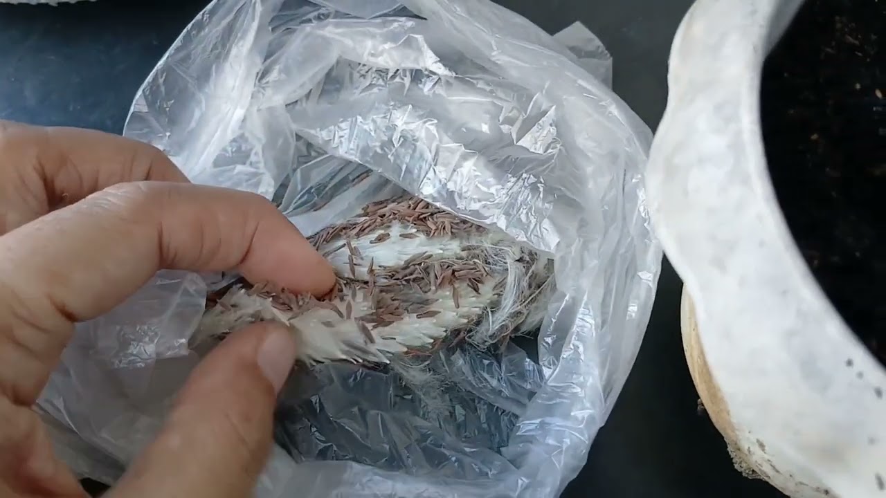 Hoya from Seeds...tara magtanim tayo...       ( Anie Bangs )