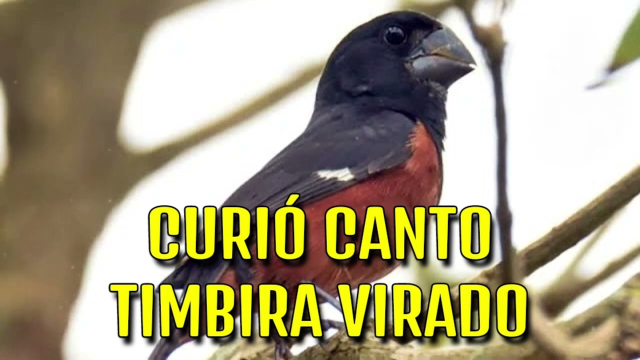 CANTO DO CURI&Oacute; TIMBIRA VIRADO