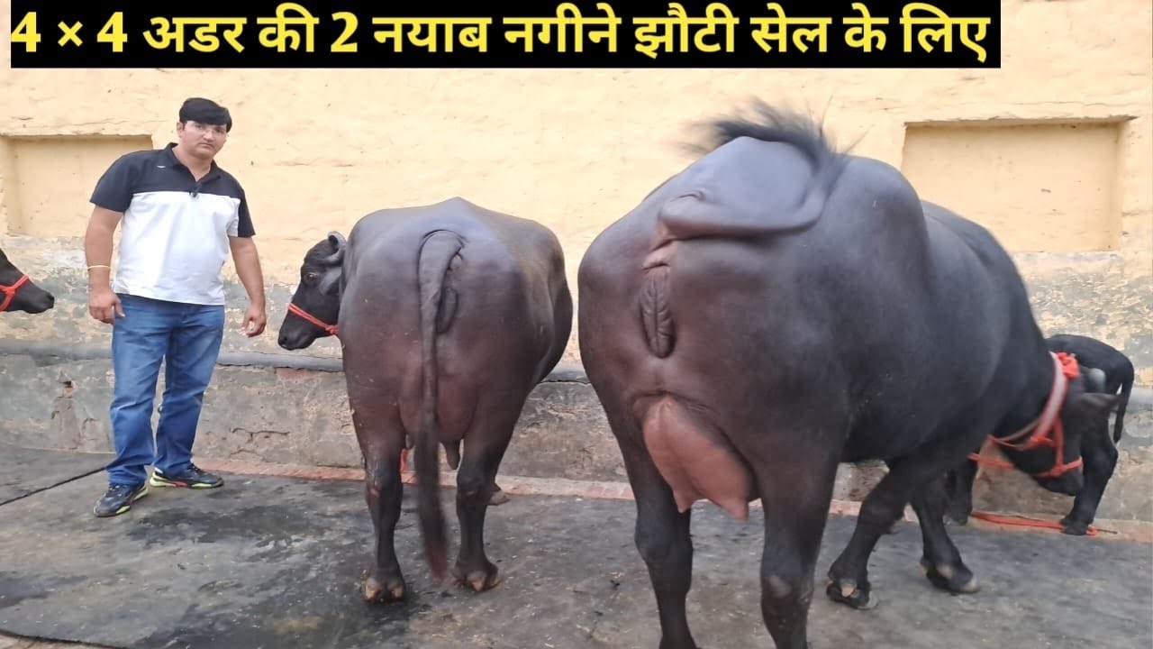 7404431733📞Super Quality की दो झोटिया 🐂 ।।Randeep Malik Dairy Farm।। 