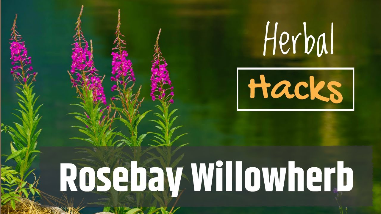 Rosebay Willowherb - Great For Stomach Upsets