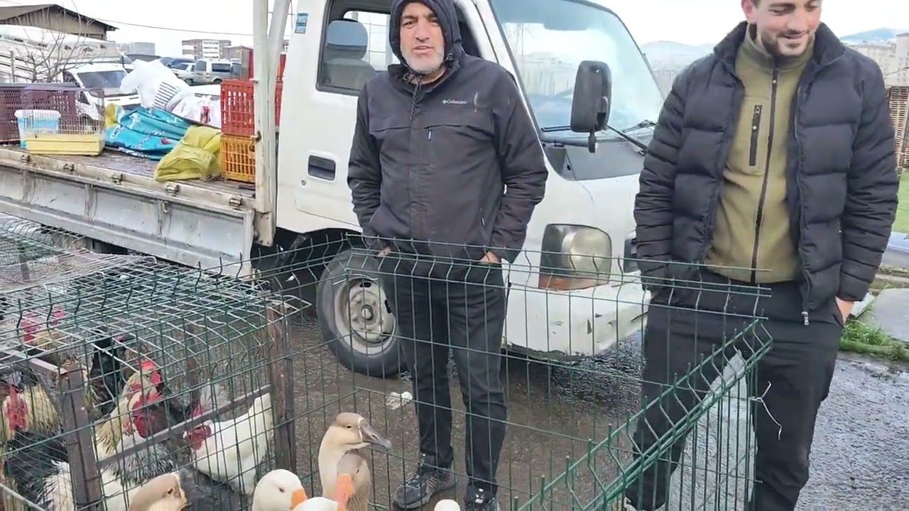 Tuzla Aydınlı Canlı Hayvan Pazarı #Tavuk #Horoz #Kaz #Hindi #Ördek #civciv #Muhabbet #Kanarya #Saka