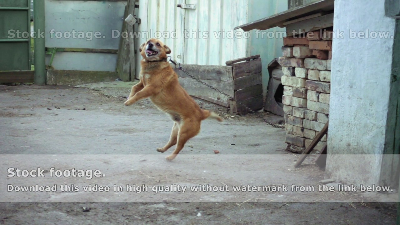 Dog on a chain of barks jumps in slow motion