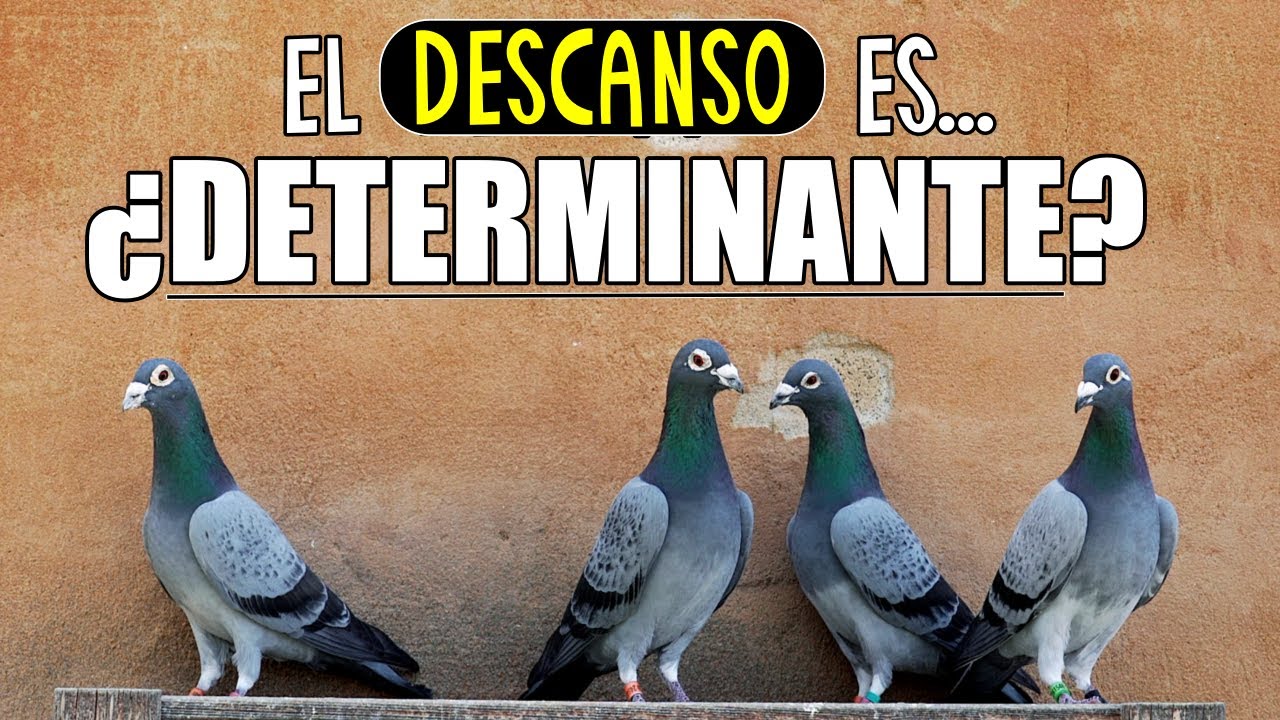 COLOMBOFILIA. 🎯&iquest;EL DESCANSO EN EL PUNTO DE SUELTA ES DETERMINANTE? ◀️