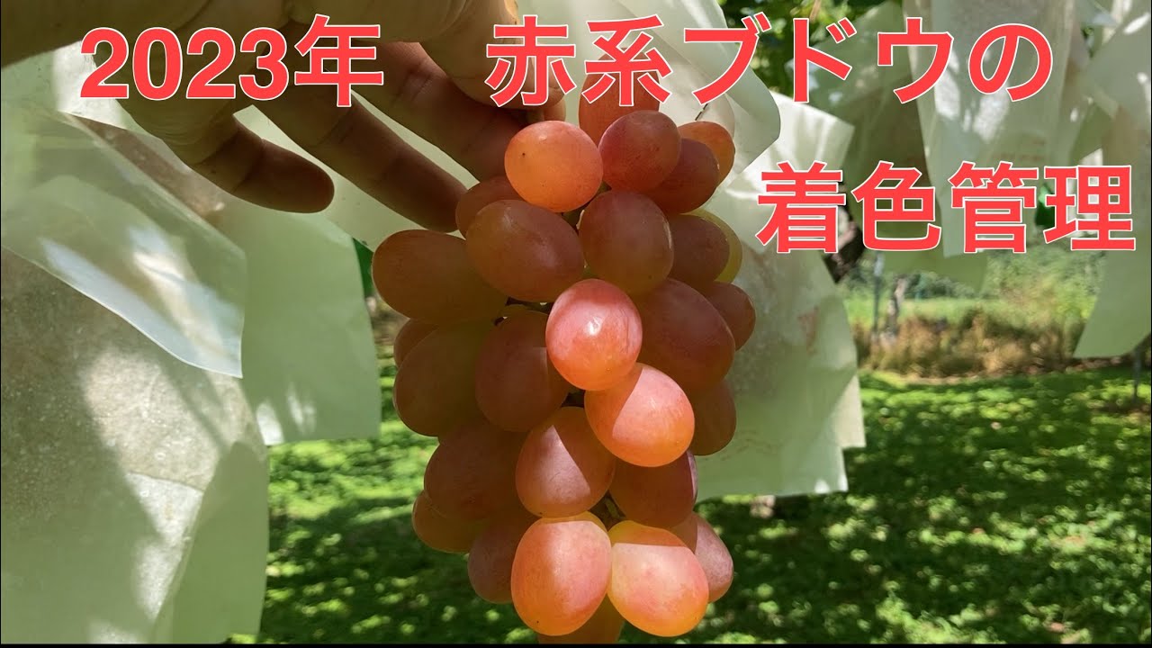 2023年　赤系ブドウの着色管理