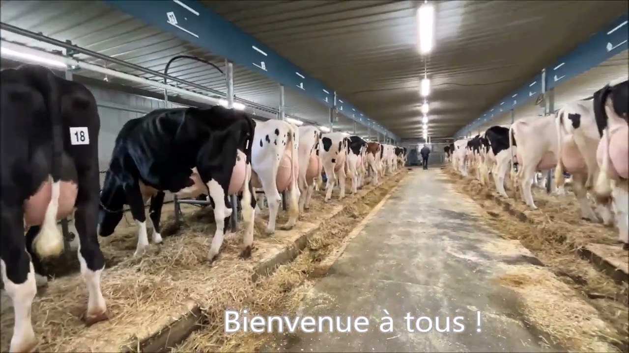 Vidéo Encan Production Plus Holstein vendredi 26 mai midi à St-Elzéar de Bce