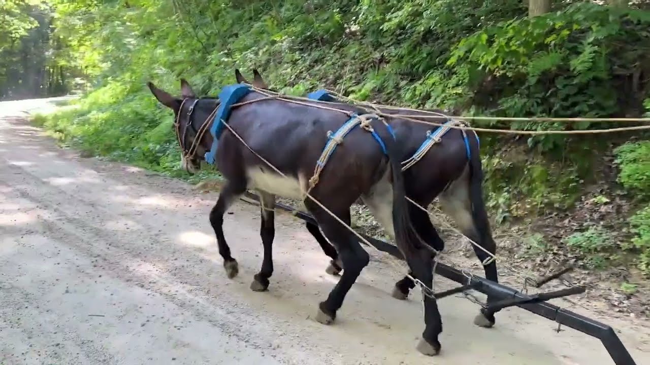Donkey Wooden Collar Project Part 2