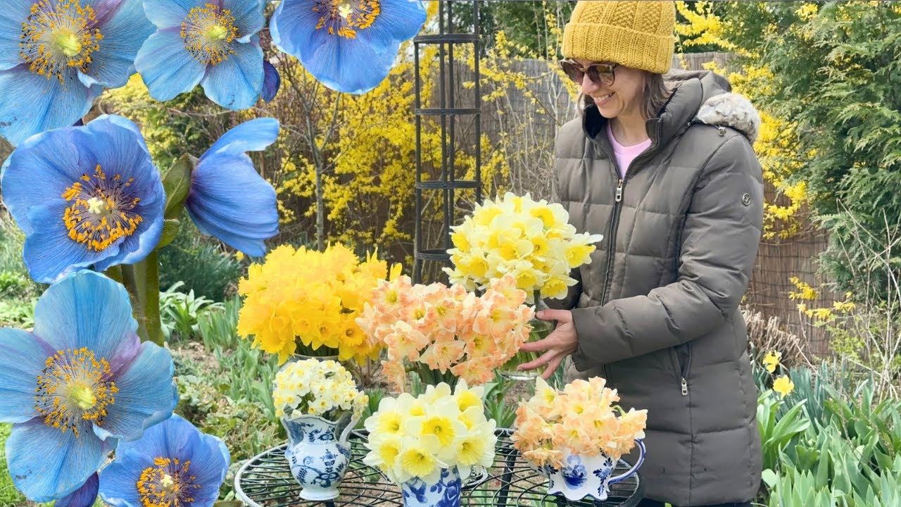 Daffodil Garden Tour & Blue Poppy Sneak Peek at Longwood Gardens😍