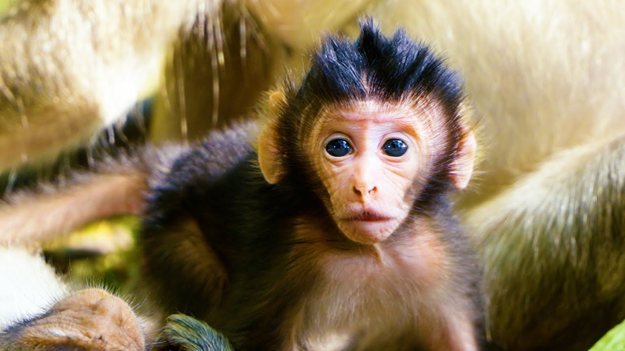 Cute Newborn Baby Monkey Start Walking For His First Time ___ Momma Best Take Care Her Baby