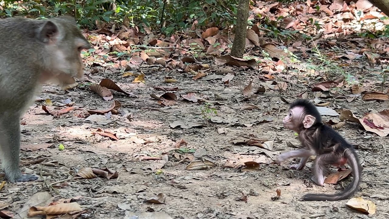 The Beautiful mom Anna education cute tiny baby Amina how to walk perfectly 