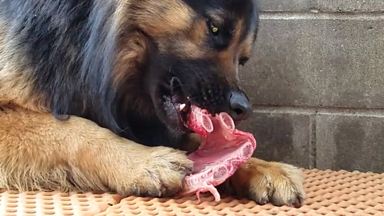 German Shepherd Swallows Beef Rib Bones!!!