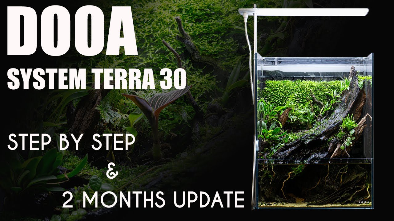 How to set up a paludarium + 2 months update /// Dooa System Terra 30