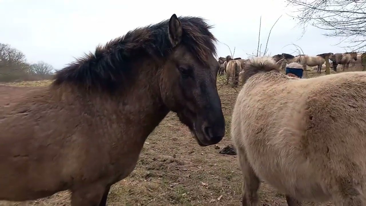 Koniks/ Wildpferde wild horses an der Ostsee