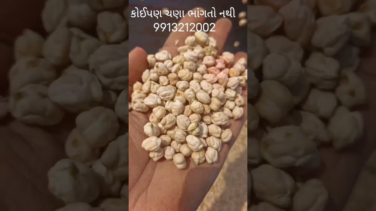 વિશાલ થ્રેશર  માં કાબુલી ચણા નીકળવાનું કામ ચાલુ