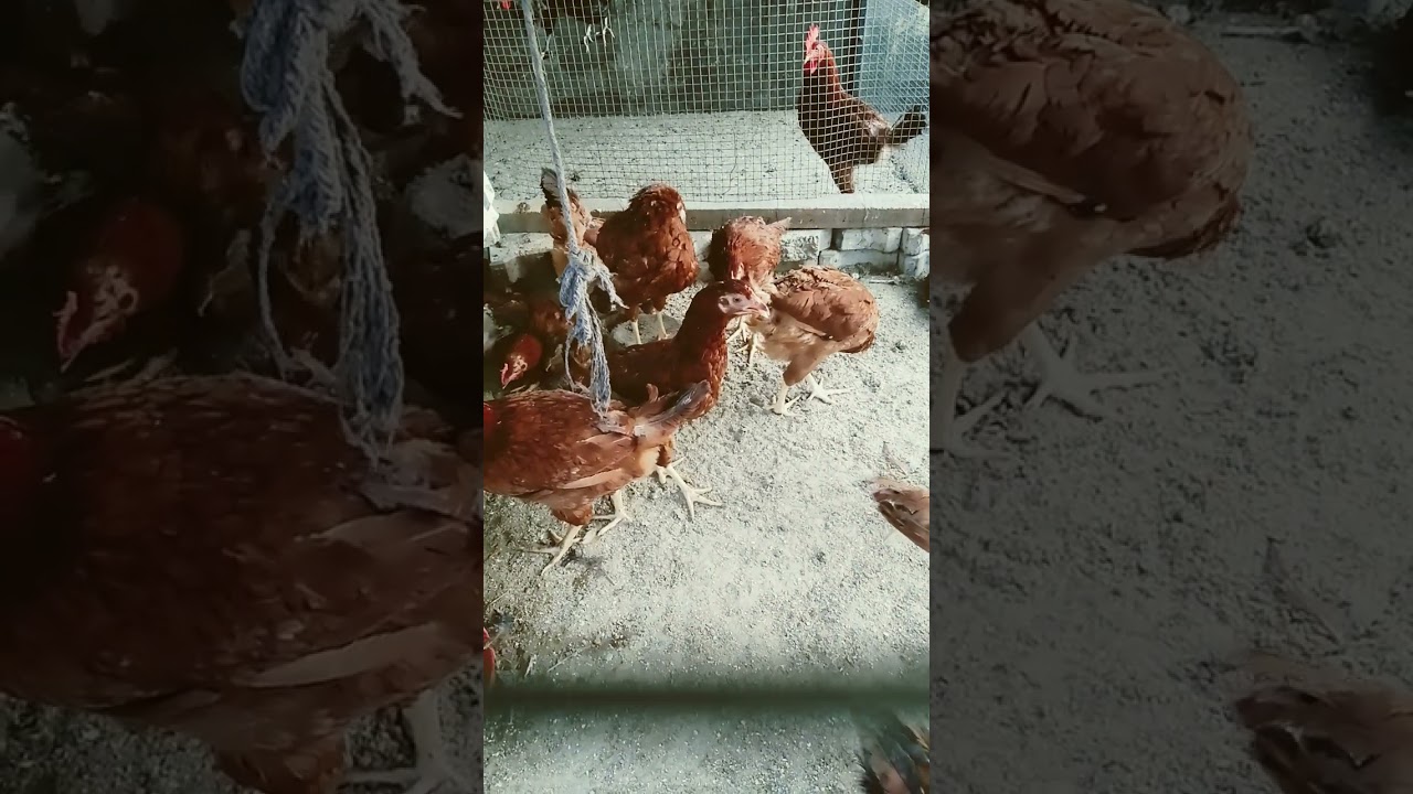 #chickenfarm rir murga for sale location nabha ph 8437556395