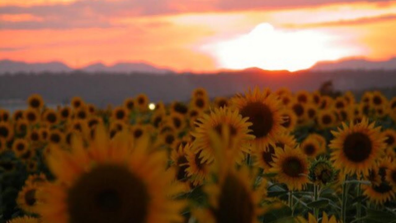 Memories of Summer　　　　　　　　　　Jean Miles Carter