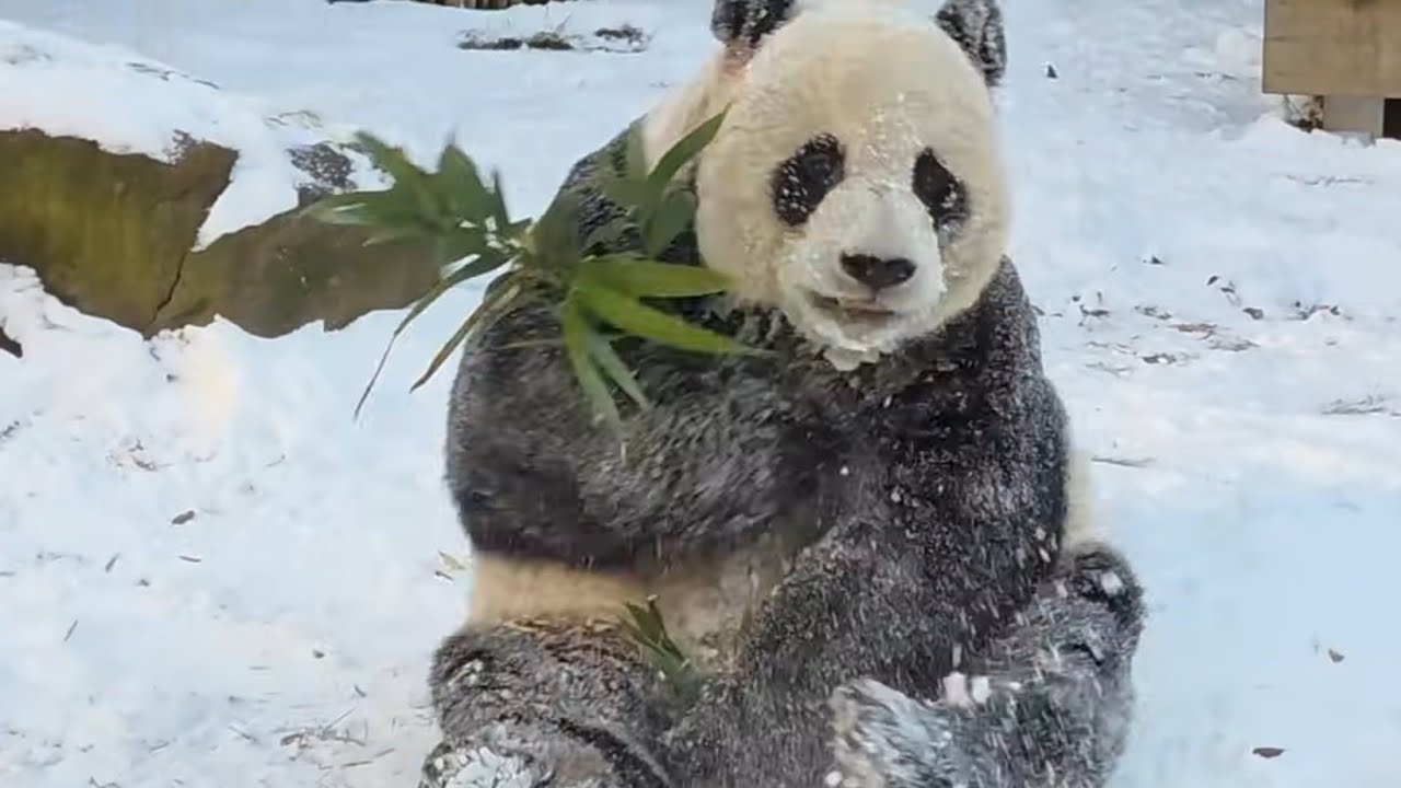  판다월드12월 6일 첫눈 러바오 
