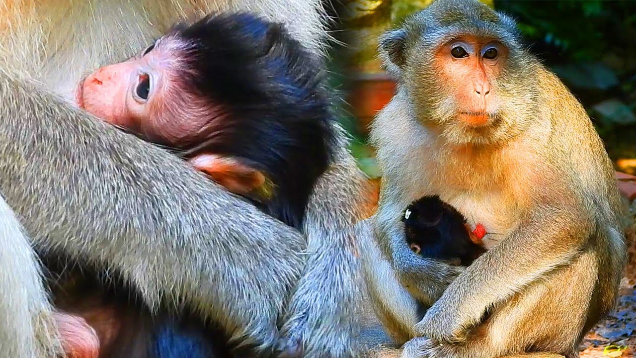 Lovely newborn baby Marcin hug mother monkey  Marci on the street