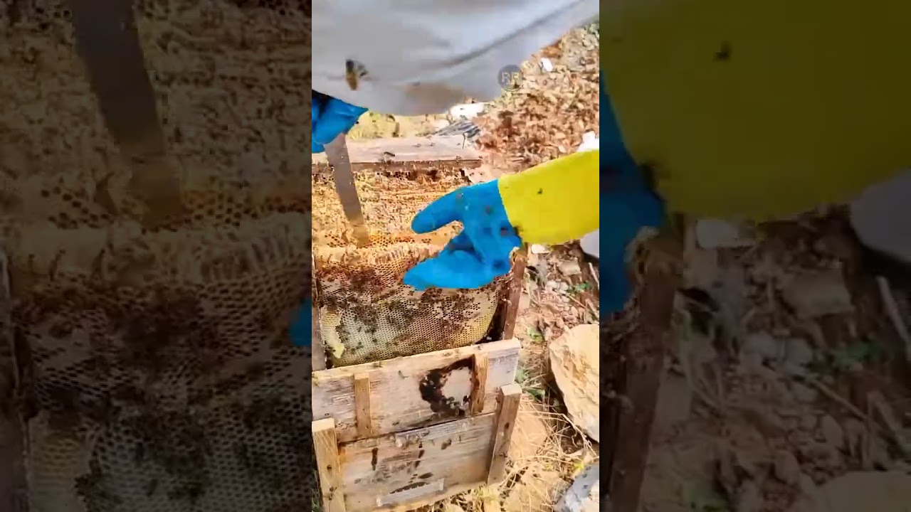 Backyard Honey Harvest 🍯 | Discovering the Red Core Hive 🐝