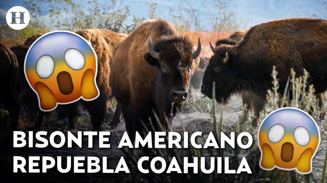 ¡Bisontes regresan a Coahuila! Tras 160 años de ausencia; reintroducen ejemplares en Cuatro Ciénegas