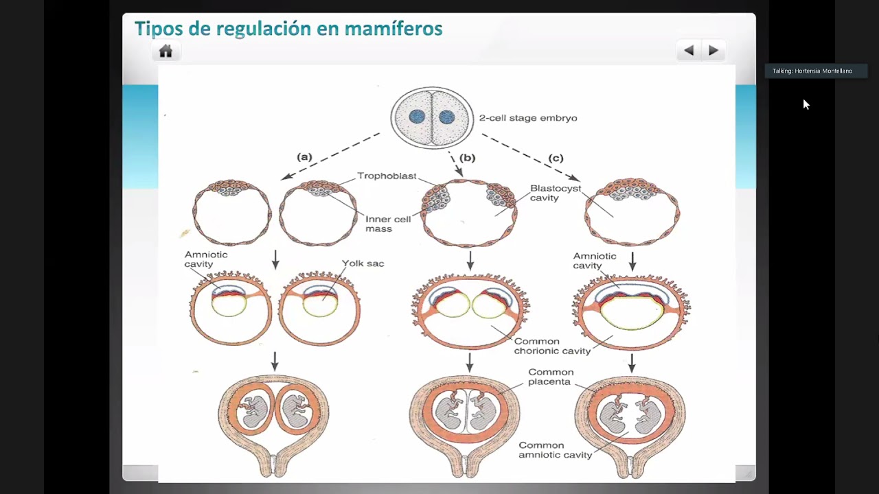 Desarrollo regulativo en mamíferos y gastrulación