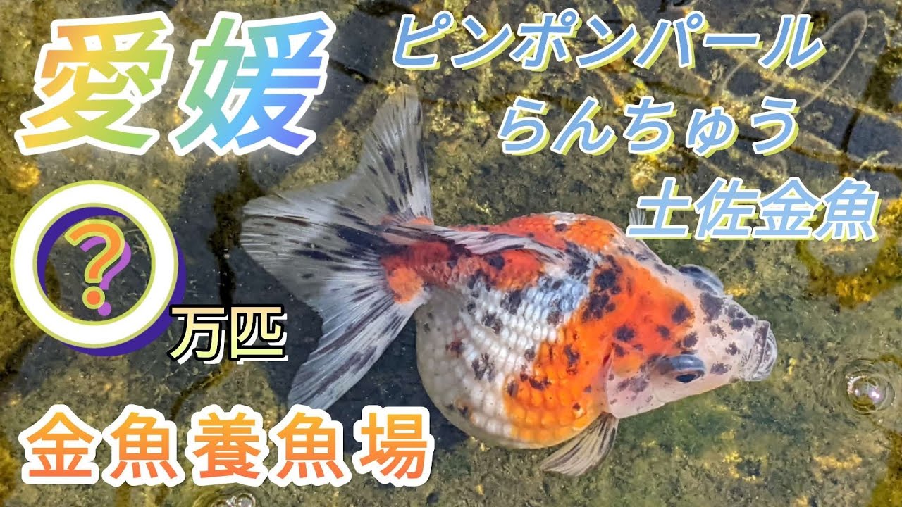 「愛媛金魚養魚場」らんとさ園・ピンポンパール・土佐金・らんちゅう