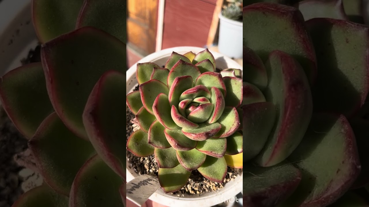 Agavoides Echeverias y hongos 😱
