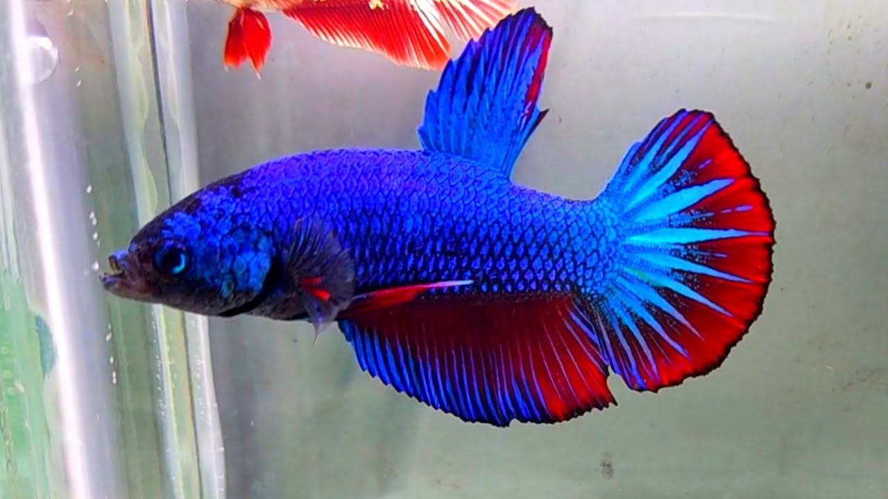 betta fish breeding,ikan cupang,betta breeding