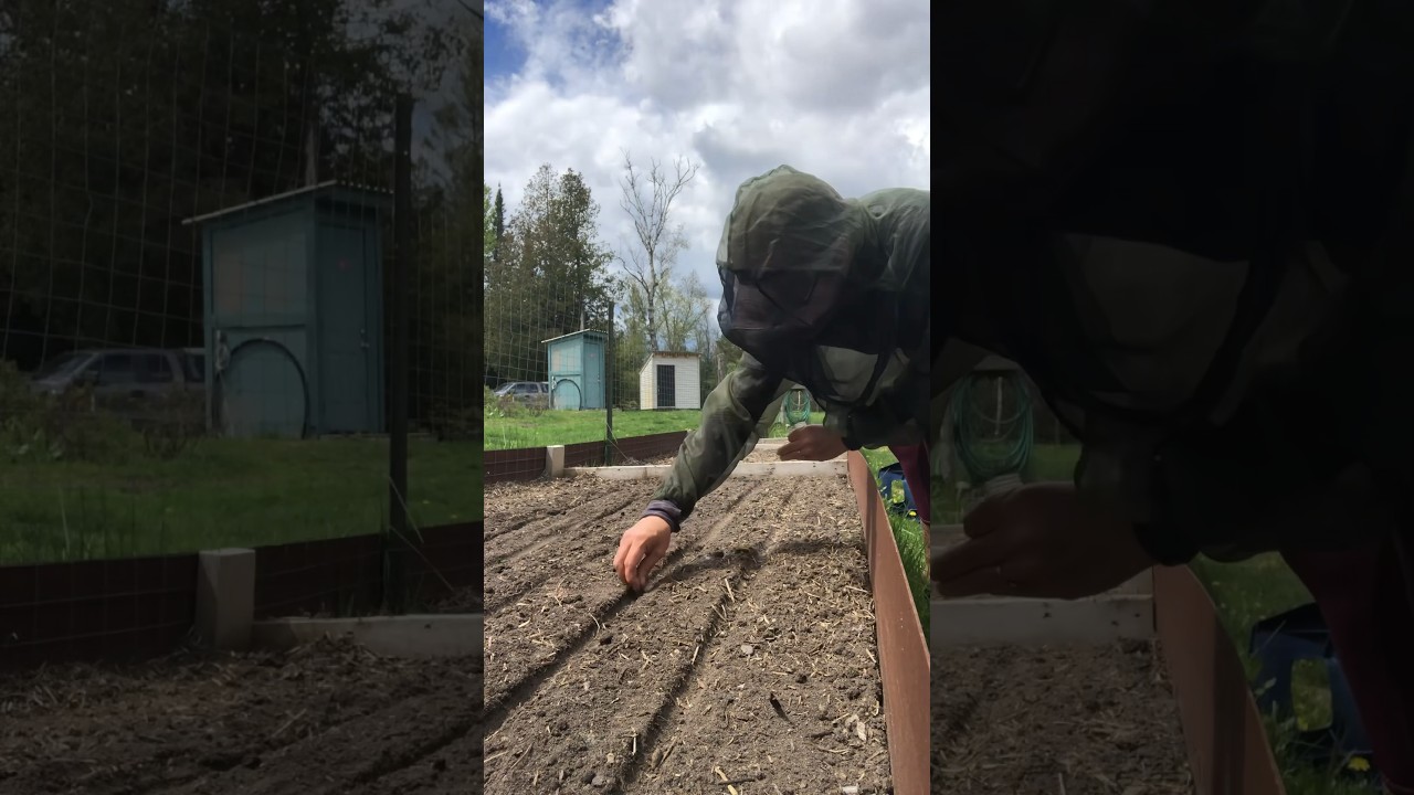 🥕BEST way to plant and grow carrot seeds🥕