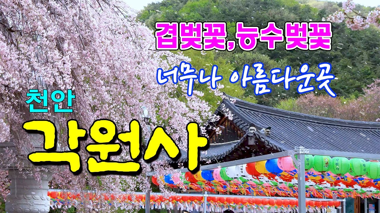 전철로 갈 수 있는 최고의 능수벚꽃 명소 천안 각원사 #겹벚꽃명소 #능수벚꽃명소 #각원사