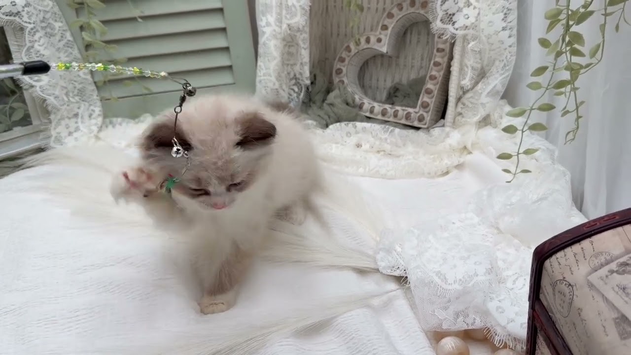 Beau 💙 Seal Bicolor Ragdoll Kitten 