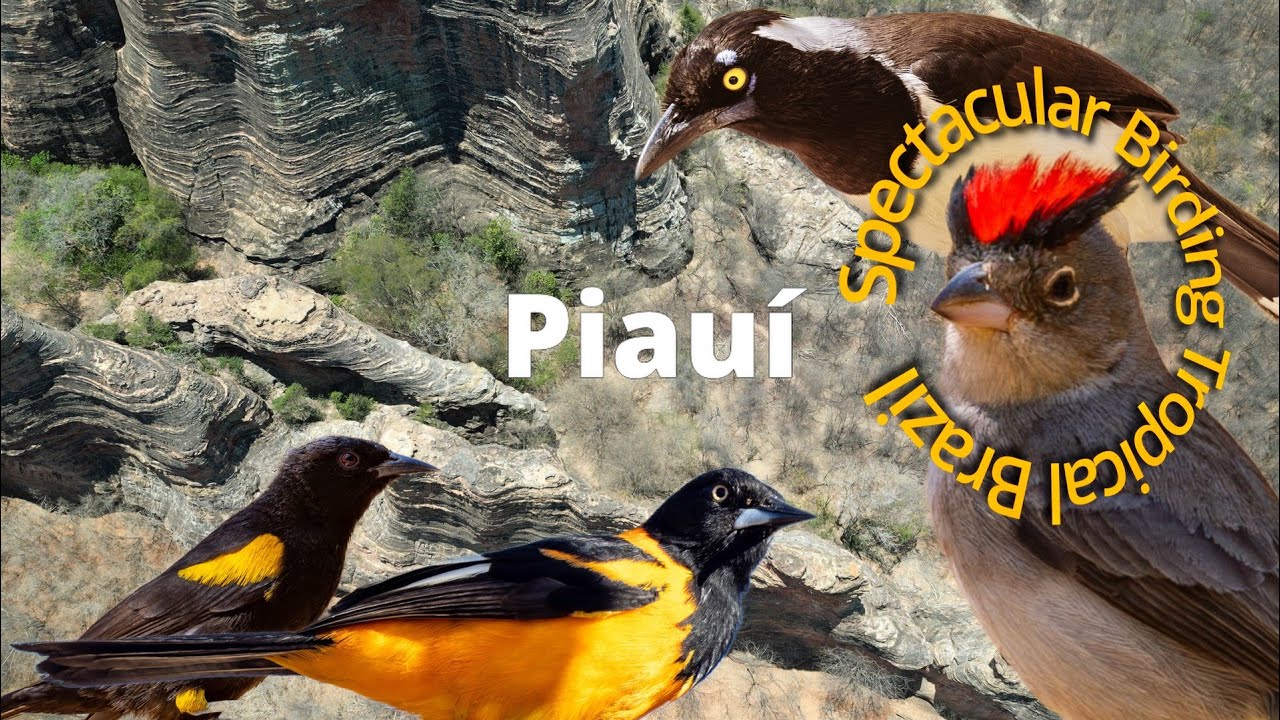 Birding Brazil’s Final Frontier: Serras Capivara & Confusões @ Piaui - Brazil, Prahistoric sites