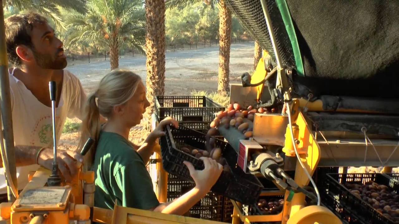 Day In The Life Of Kibbutz Volunteer